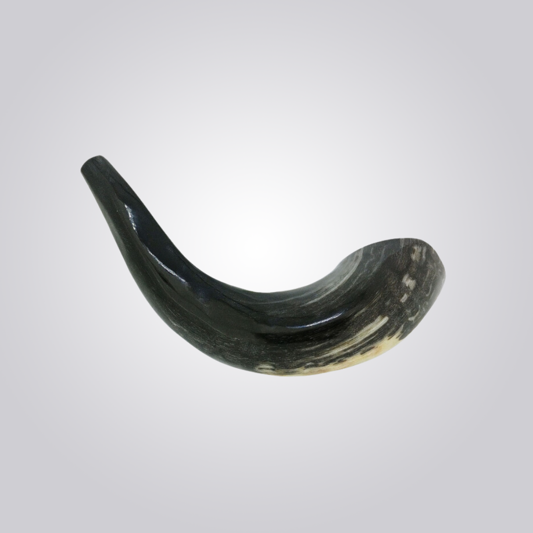 Shofar de Carneiro Pequeno Cinza (20-25cm) Polido