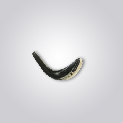 Shofar de Carneiro Cinza (28-33cm) Polido