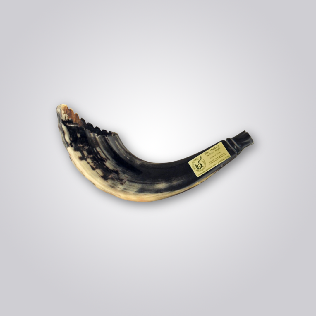 Shofar de Carneiro Estilo Marroquino(33-38cm)