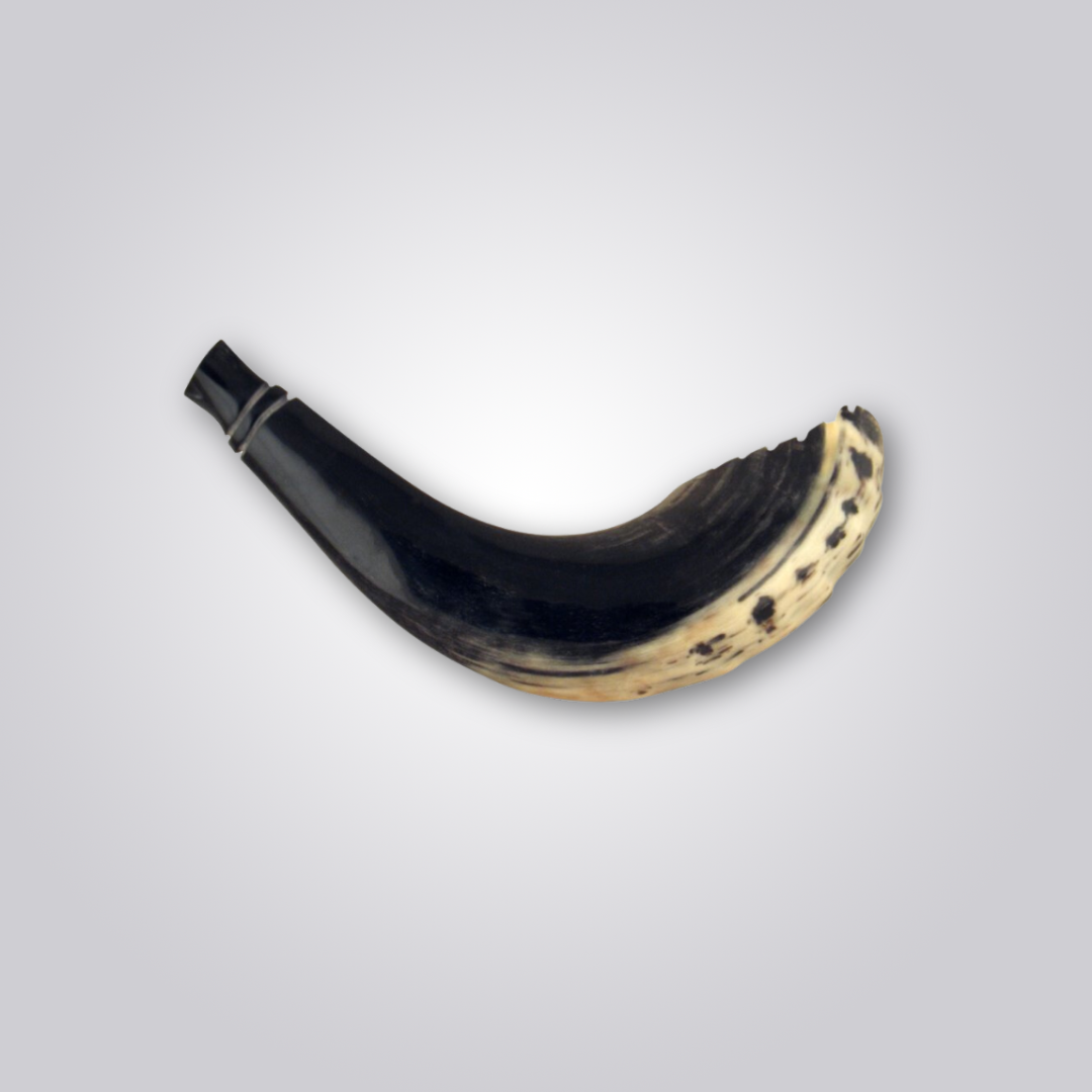 Shofar de Carneiro Estilo Marroquino(33-38cm)