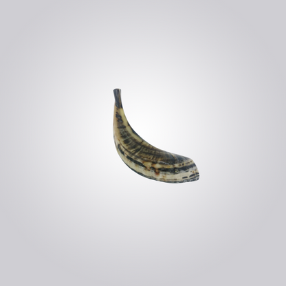 Shofar de Carneiro Pequeno Cinza (20-25cm) Com Acabamento Natural