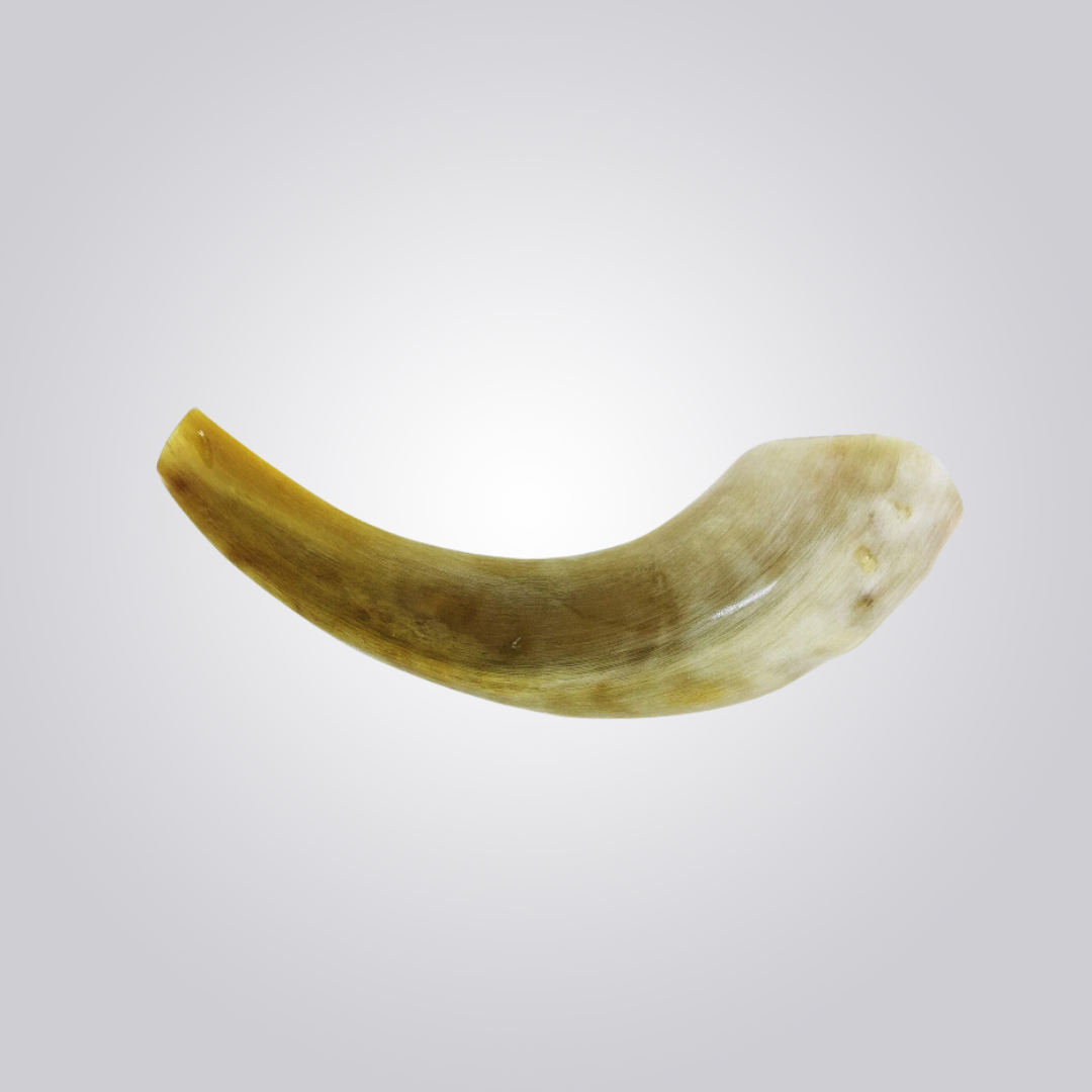 Shofar de Carneiro Pequeno Branco (20-25cm) Polido